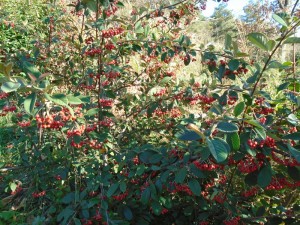 hedge cotoneaster