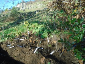 soft fruit cuttings planted