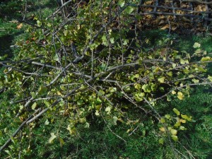 soft fruit prunings