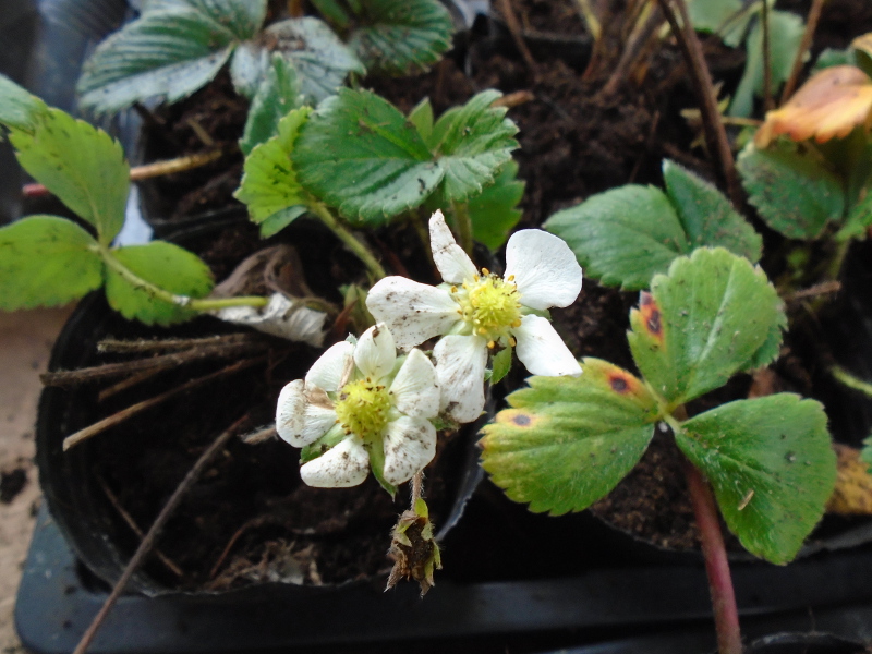 strawberry detail