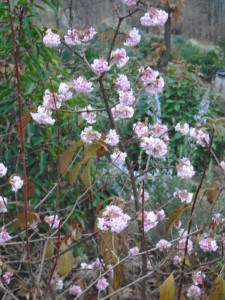 viburnum flowering