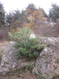 caterpillar in pine