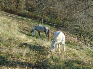 horses field