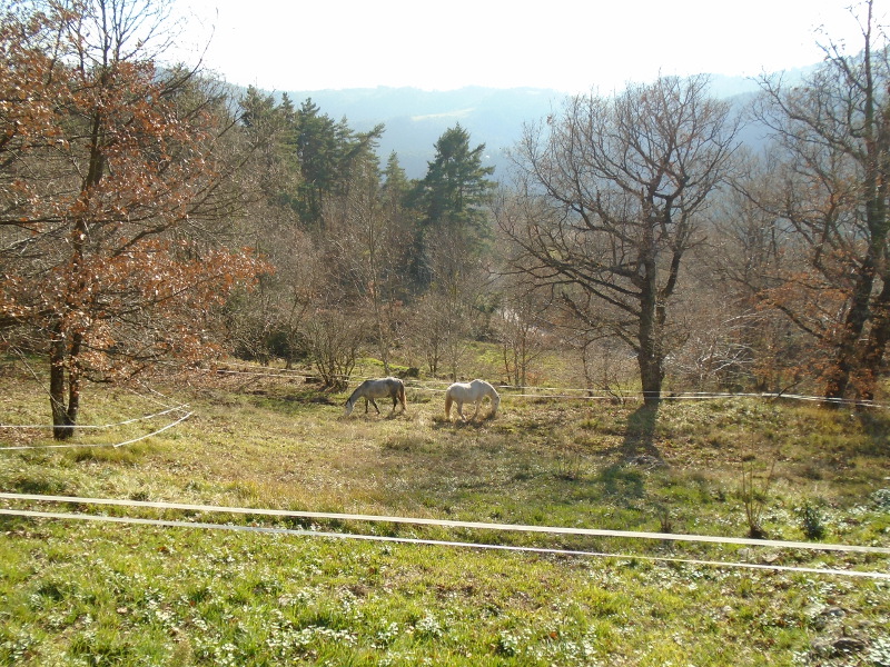 lawnmowers at work