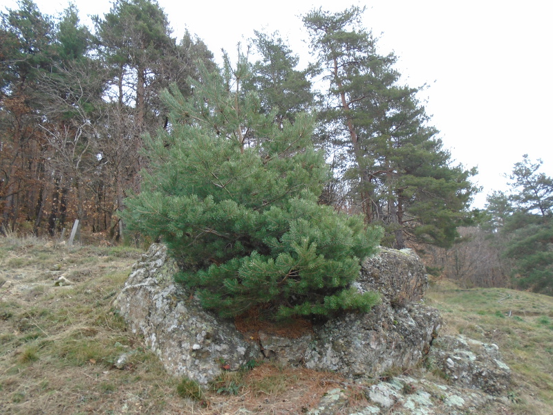 pine 2015 detail