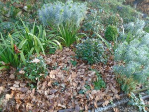 snowdrops mulched