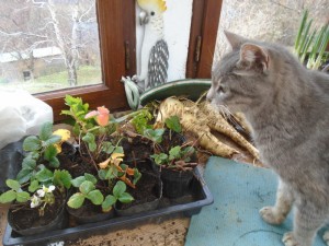 strawberries potted up