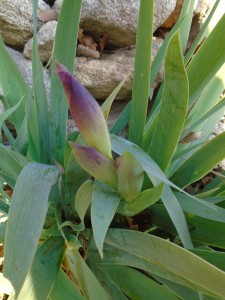 tidying iris almost flowering