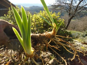 tidying iris replanting