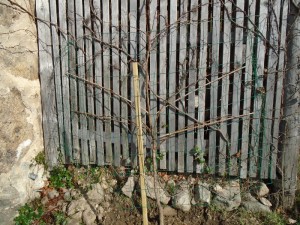 apricot fenced
