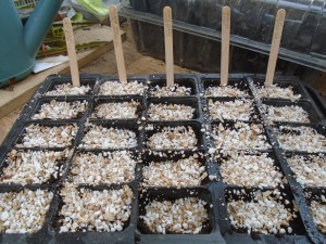 brassicas sown