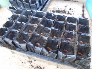 broad beans sown