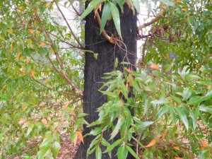 carriseucalypt