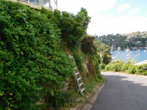 pruning trees