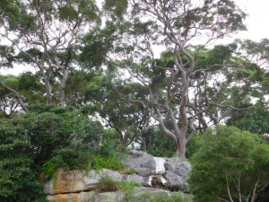 5 angophora