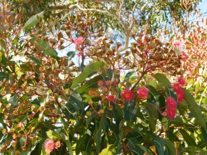 eucalyptflowers