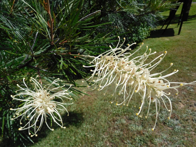 greviliahoriz