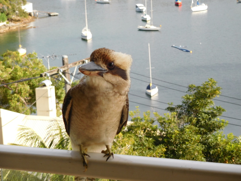 kookaburracloseup