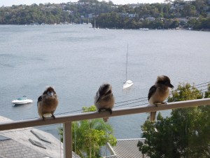 kookas