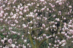 magnoliadetail