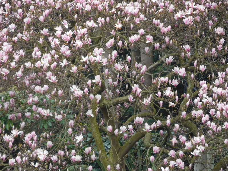 magnoliadetail