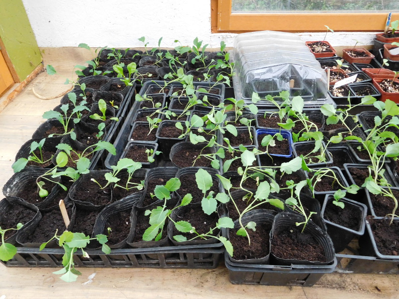 seedlingsdetail1