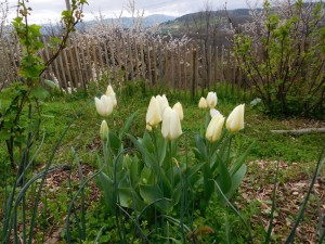 tulipspotager
