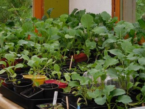 brassicaforest
