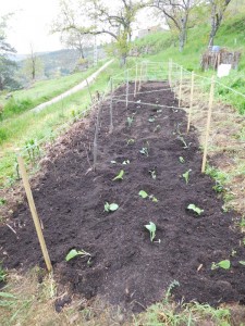 brassicahalfplanted