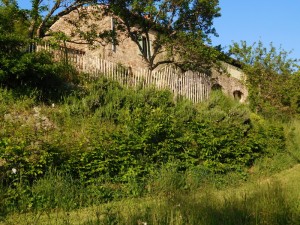 lowerhornbeamhedge1