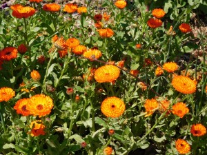 marigolds