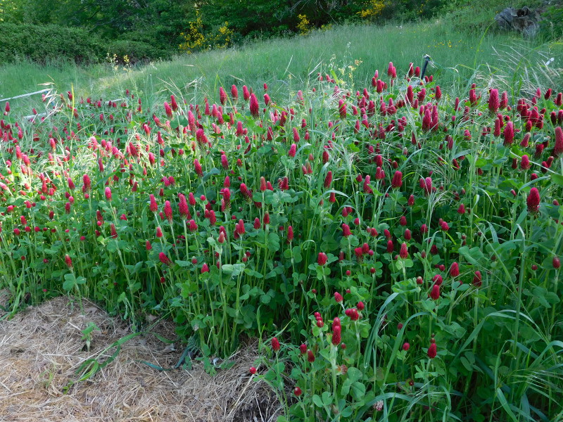 potager clover