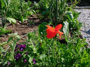 potagerpoppies