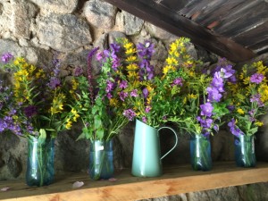 lysimachia blooms