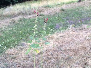 hollyhocks