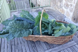 cabbage bright