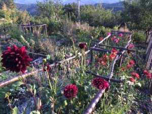 cutting flowers August