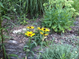 rudbeckiaaugust