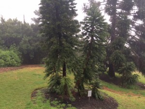 wllemi pine