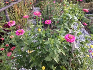 flowerszinnias