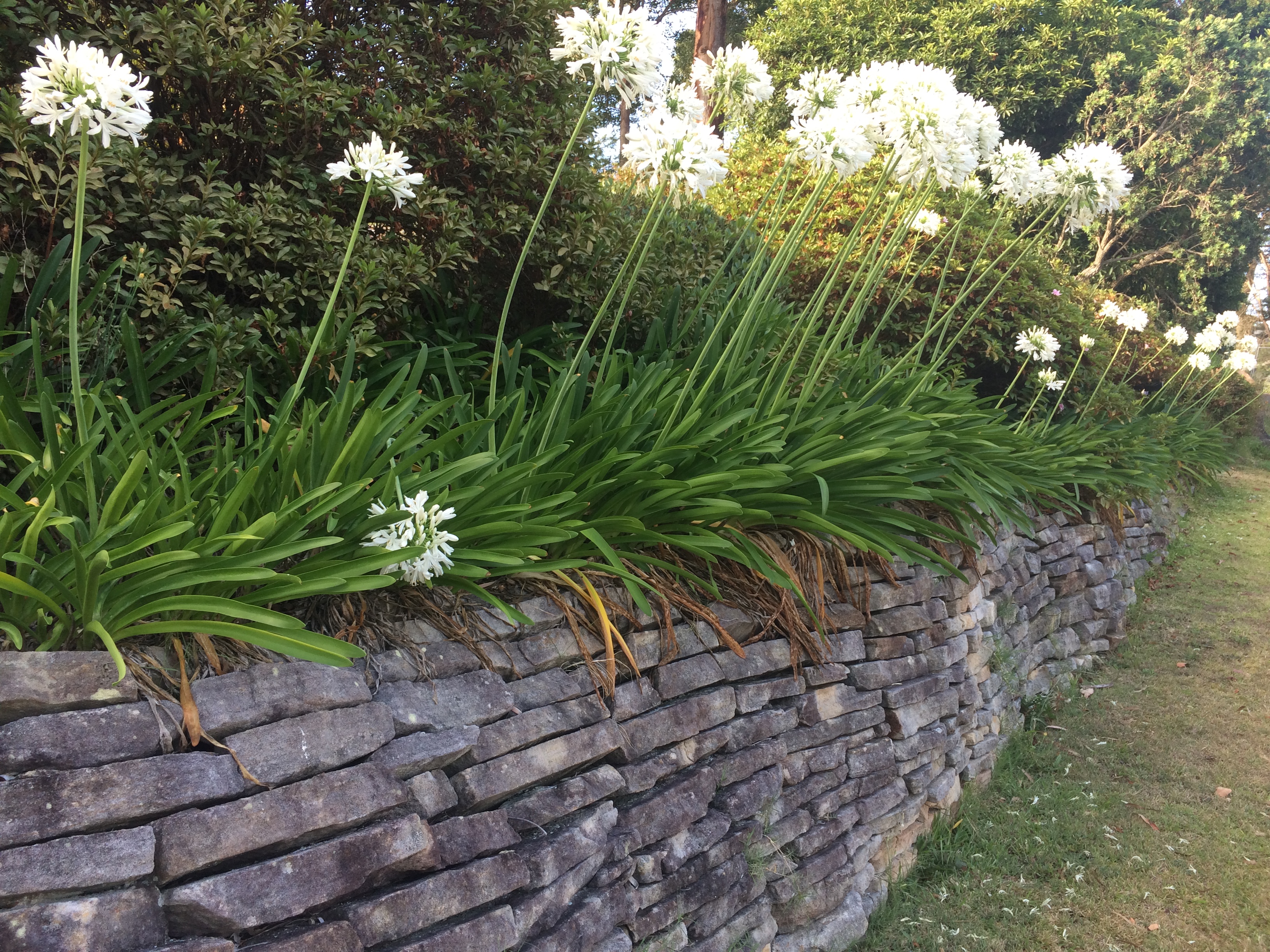 agapanthus