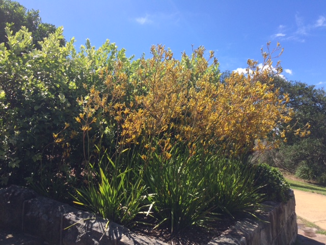 kangaroo paw