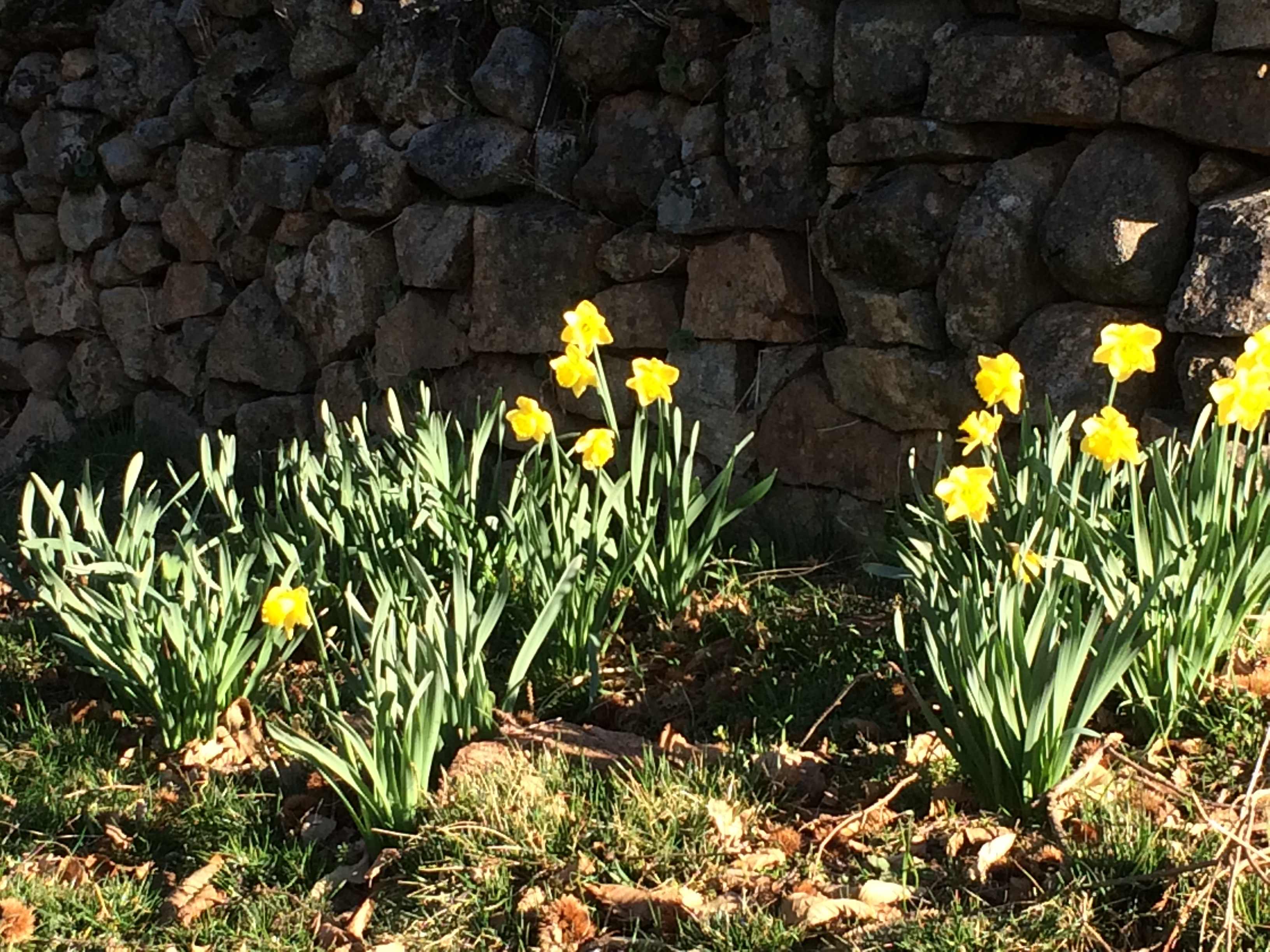 februarydaffs