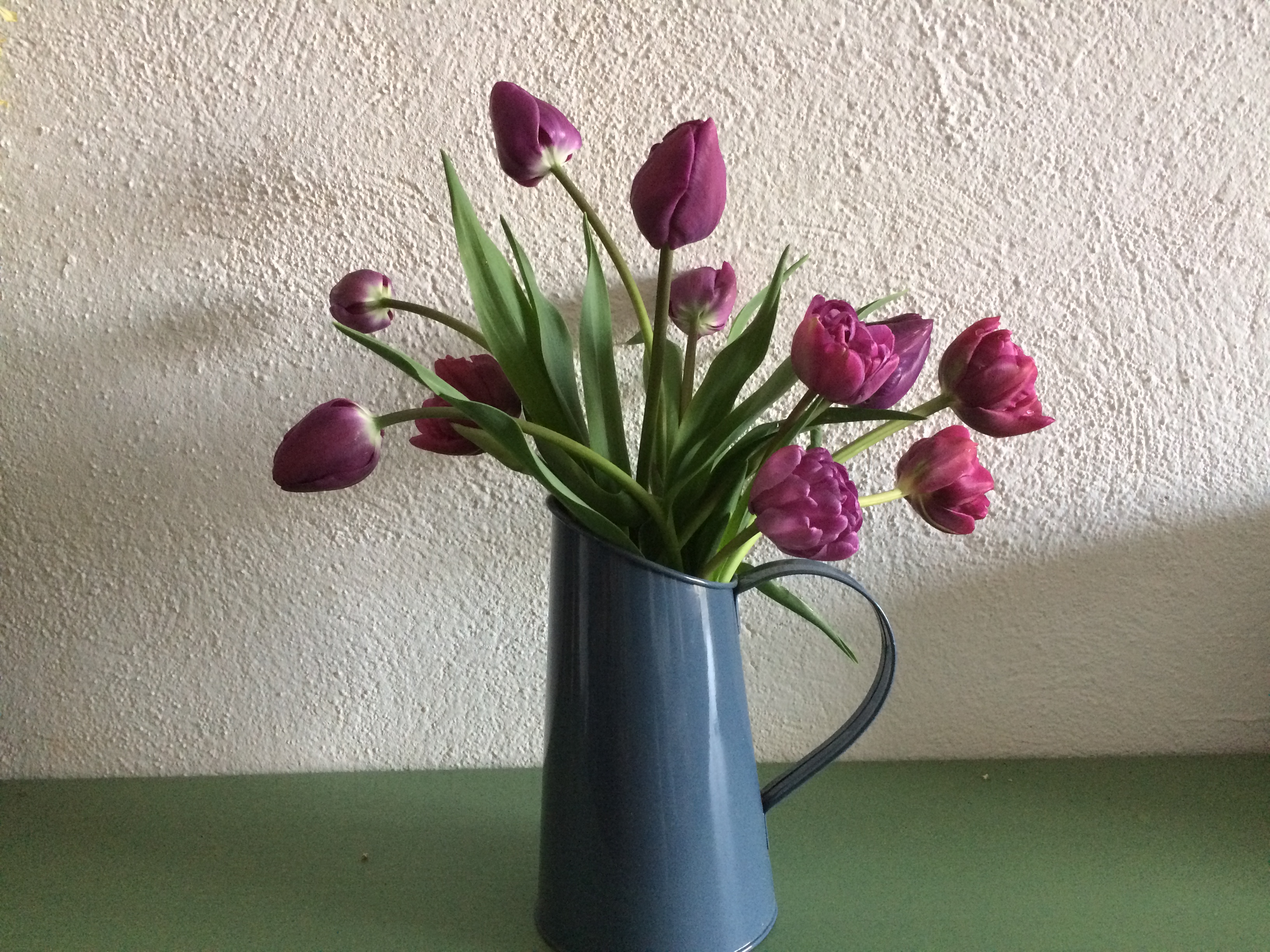 tulipapril1