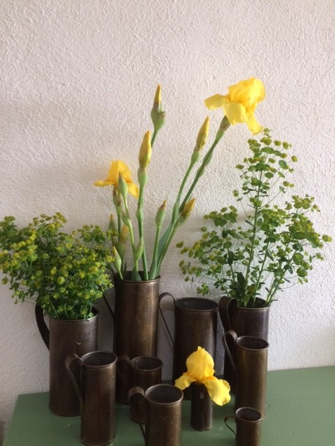 yellow iris pot
