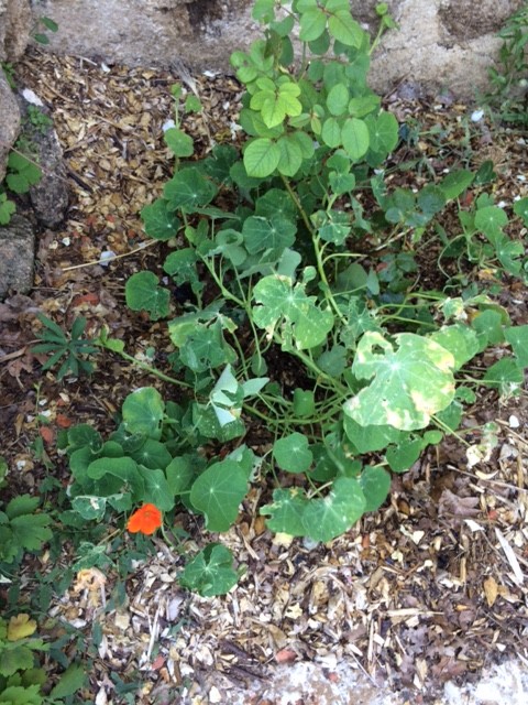 potagernasturtium